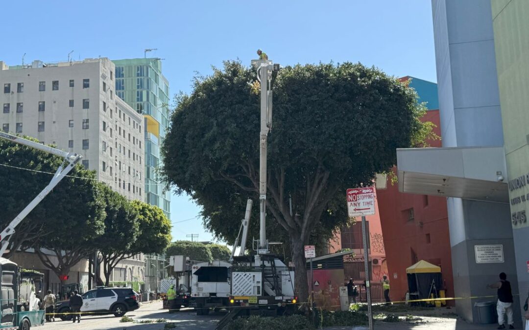 BID Trims Record Number of Street Trees